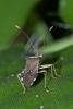 154098 – Photo : D. Martinez – Philippines