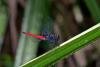 154476 – Photo : D. Martinez – Philippines