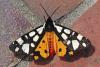 Arctia villica