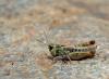 154357 – Photo : David Sannier – Espagne