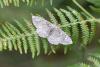 154164 – Photo : Dominique THAUVIN – France (45)