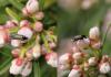 154401 – Photo : Dominique THAUVIN – France (45)