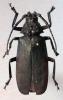 154869 – Photo : Pierre-Olivier Maquart – Afrique du Sud