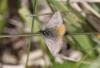 154936 – Photo : Dominique THAUVIN – France (45)