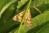 154478 – Photo : Michel Ehrhardt – France (68)