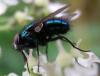 154863 – Photo : Guénael Hallart – France (02)