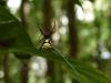 154818 – Photo : Alexandre Vinot – Guyane française