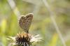 154998 – Photo : C.gager – France (12)