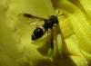 154624 – Photo : Yannick Mourgues – France (48)
