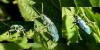 154650 – Photo : Chen – France (60)