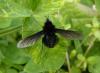 154508 – Photo : Yannick Mourgues – France (48)