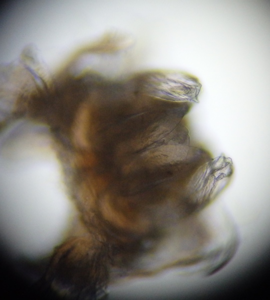 Réf. 154665 — DIPLOPODA > Chordeumatida > Anthogonidae > Anthogona