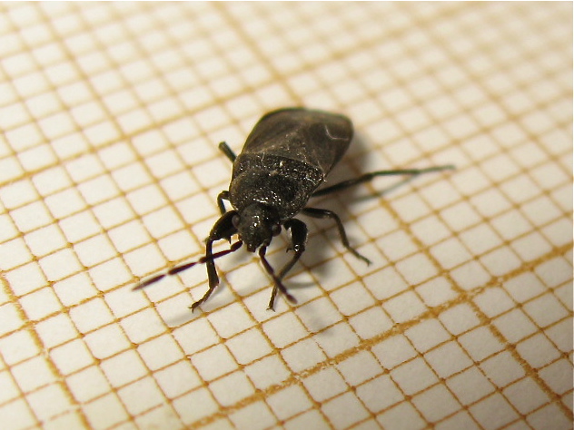 The Ghost Nightjar - Megalonotus dilatatus - réf. 154349 (632 x 474 pixels, 137 ko)