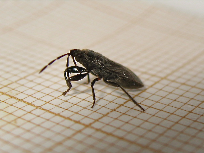 The Ghost Nightjar - Megalonotus dilatatus - réf. 154348 (661 x 496 pixels, 118 ko)