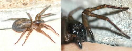 Réf. 155 689 : Amaurobius sp.
