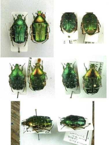 Cetonia divers