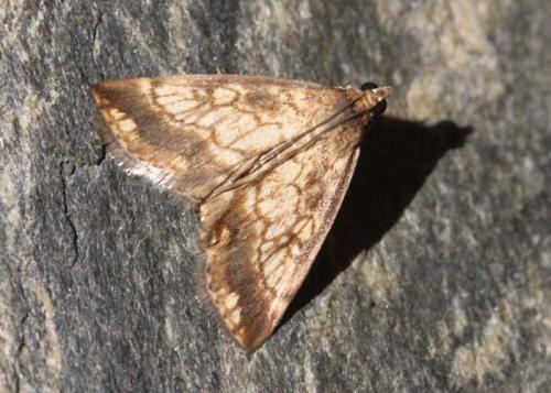 Evergestis sp.