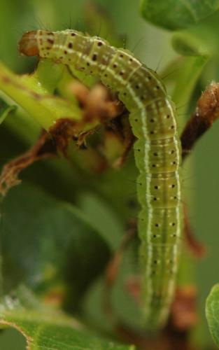 Réf. 155 867 : Ypsolopha parenthesella