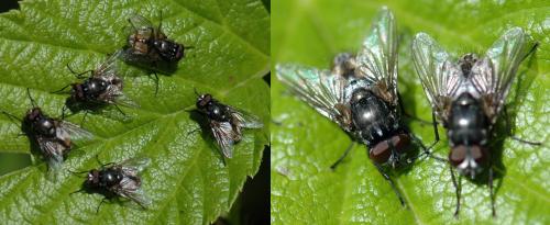 Musca autumnalis