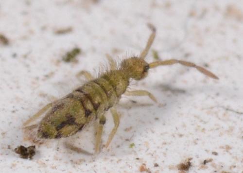Entomobrya nivalis