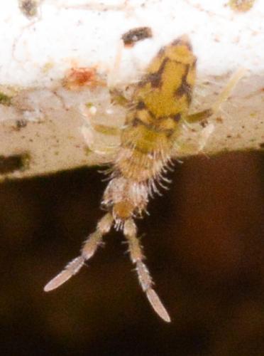 Entomobrya nivalis