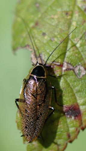 Ectobius sylvestris