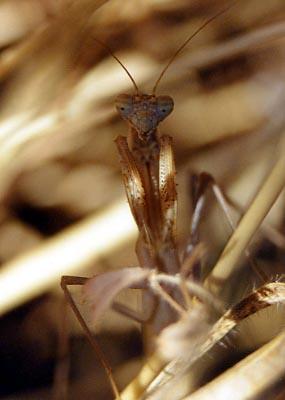 Mantis religiosa