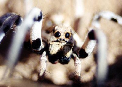 Lycosa praegrandis