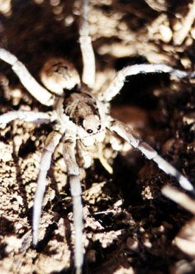 Réf. 155 562 : Lycosa praegrandis