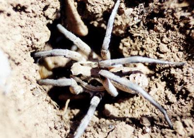 Lycosa praegrandis