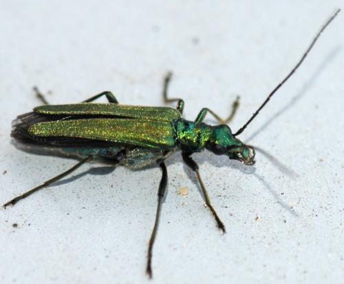 Oedemera nobilis