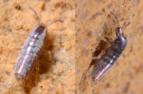 Lepidocyrtus cyaneus