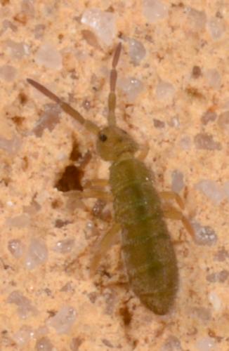 Isotoma viridis