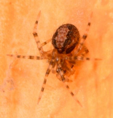 Theridion familiare