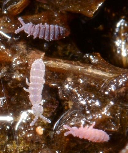 Ceratophysella sp.