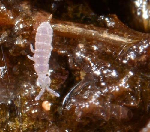 Vertagopus sp.