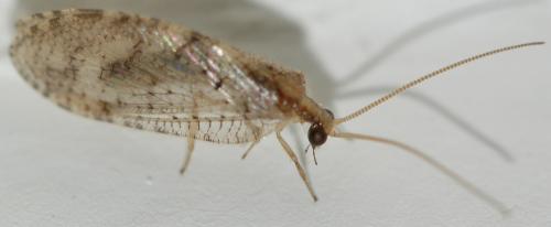 Hemerobius sp.