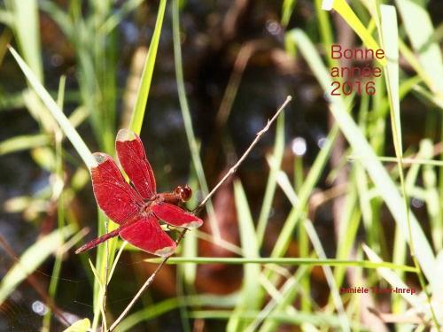 Neurothemis fulvia