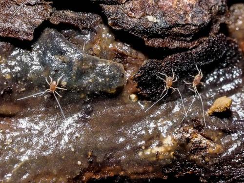 Linopodes sp.