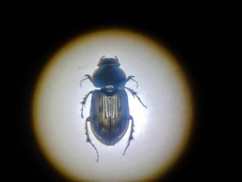 Nimbus sp.