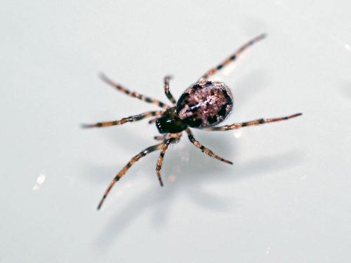 Enoplognatha sp.