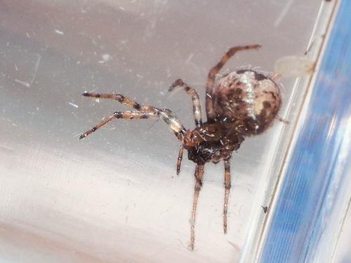Enoplognatha sp.