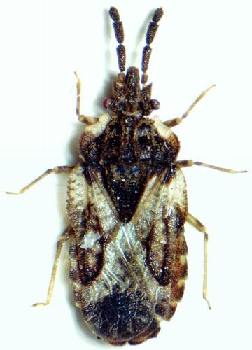Aradus depressus