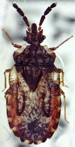 Aradus depressus