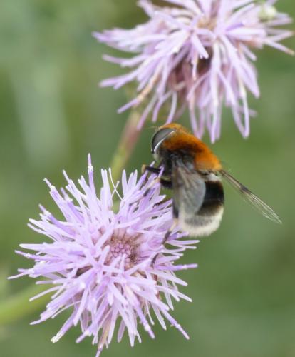 Réf. 155 892 : Eristalis intricaria