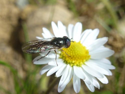 Réf. 155 547 : Platycheirus albimanus