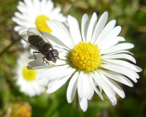Réf. 155 557 : Platycheirus albimanus