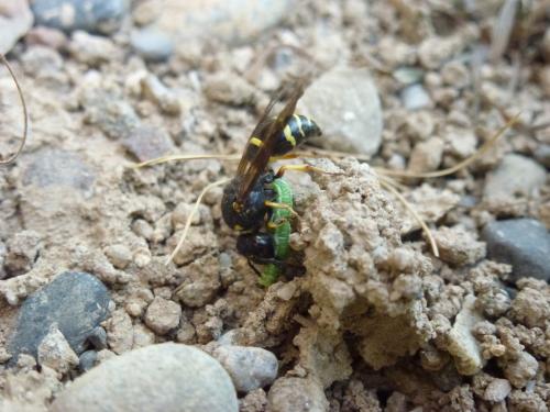 Hyperinae