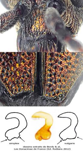 Donacia vulgaris