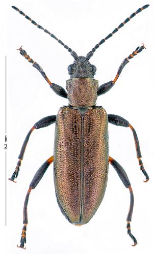 Donacia vulgaris